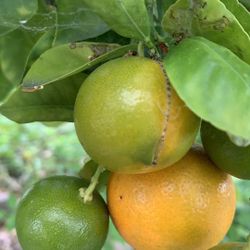 Tắc tròn Tươi. Fresh Kumquat 6$/pound