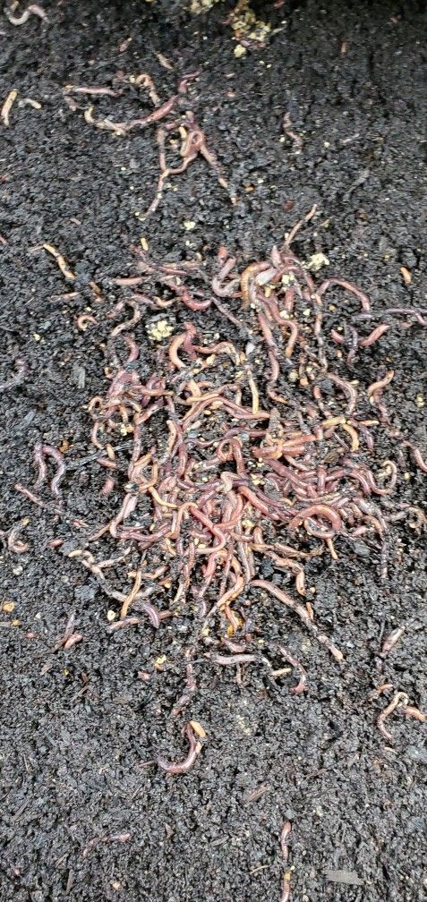 Red Worms, 1000-1 Pound Plus Starter Kit