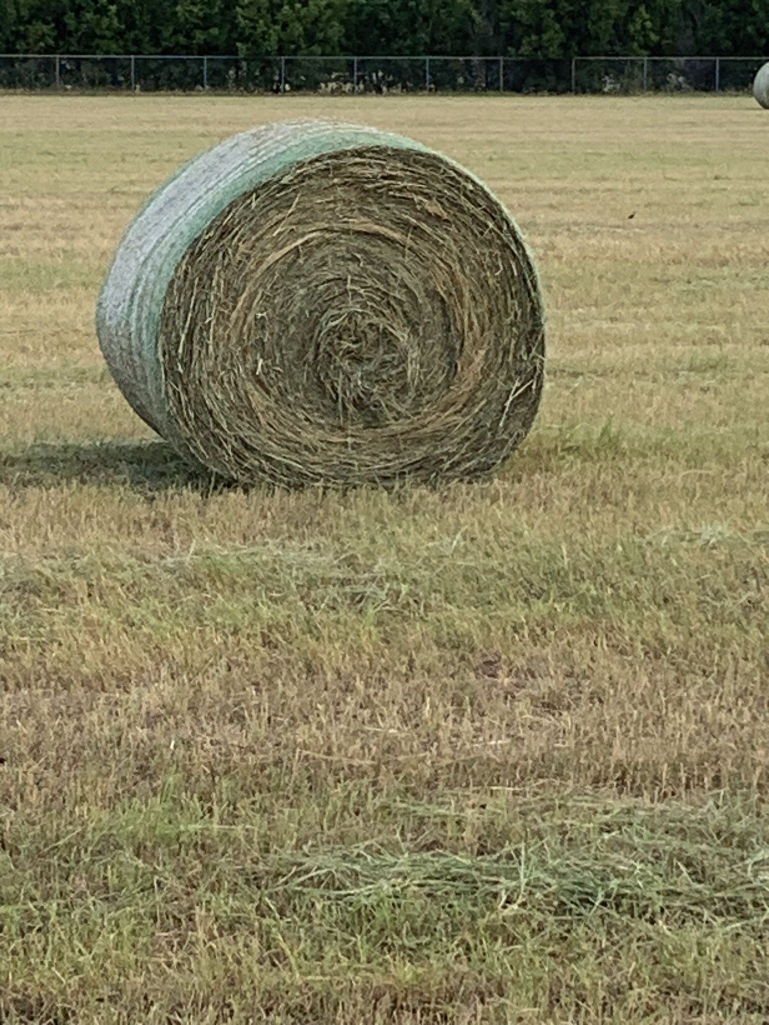 Fresh coastal Hay Bales/Horse Quality