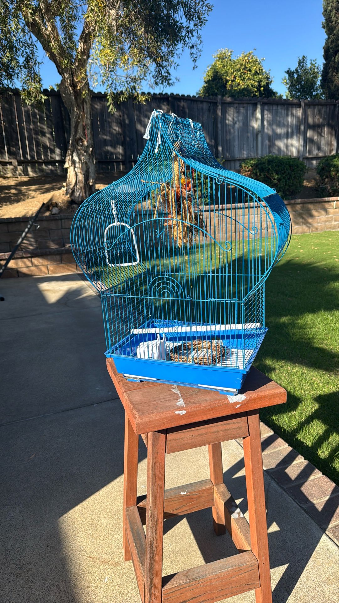 Bird Cage