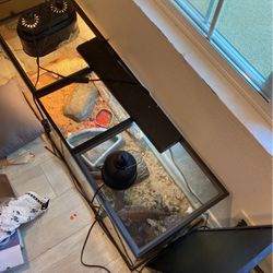 Two Bearded Dragons And Tank All In One