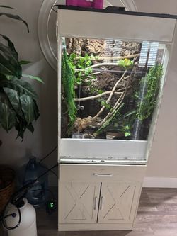 Custom Bioactive Terrarium with Biak Green Tree Python
