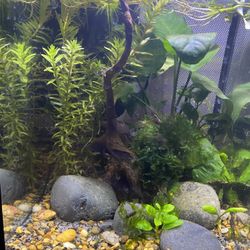 Fluval 2.6 Fish Tank Aquarium As Pictured Planted.