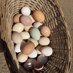 Eggs