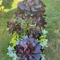 Outdoor & Indoor Succulent Plant