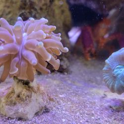 Saltwater Coral Frags