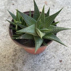 Haworthia Limifolia (Fairy) Succulent 