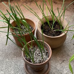 Sprouting Iris And Daffodil Bulbs In Terracotta Pots 