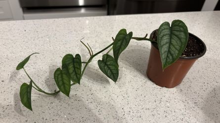 Monstera siltepecana