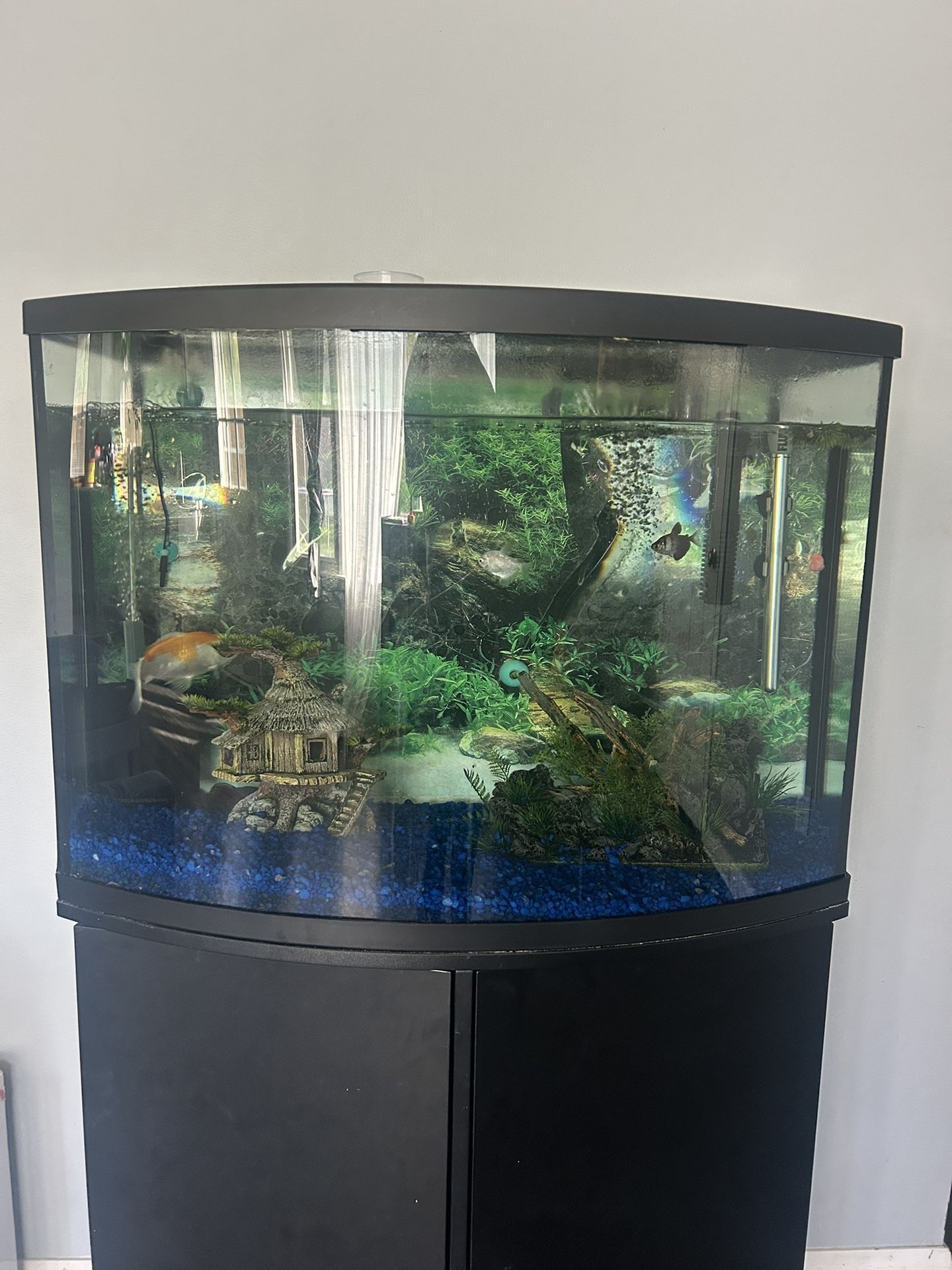 36g Bow Front