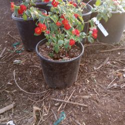 5 Gal Red Lantana 
