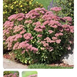 Sedum Perennial Plants