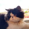 Rosalie