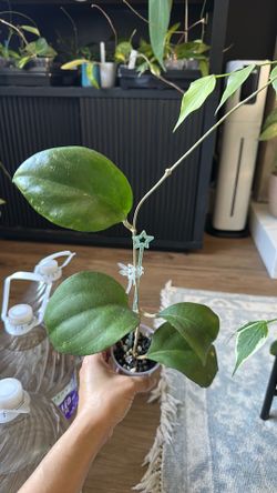 Hoya manow