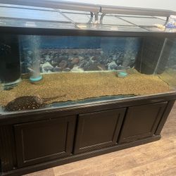 300 Gallon Fish Tank