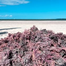 Organic Purple Sea Moss