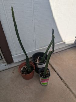 Rooted Dragonfruit Cuttings