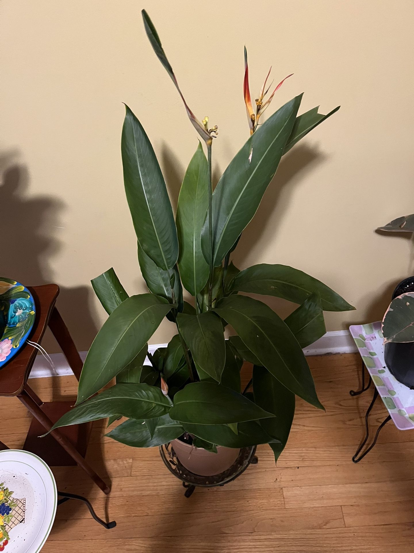 🐦🔥Heliconia Plant🐦🔥