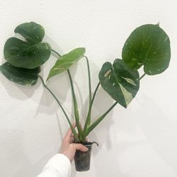 Monstera Thai Constellation
