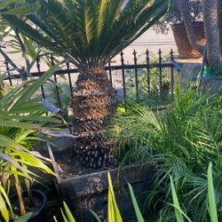 Sago Palm