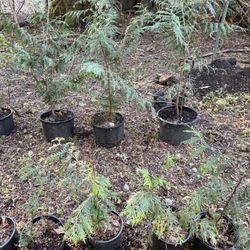 Evergreen Trees , Western Red Cedar, Western Hemlock, Spruce