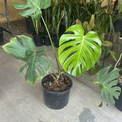 Monstera Plants 