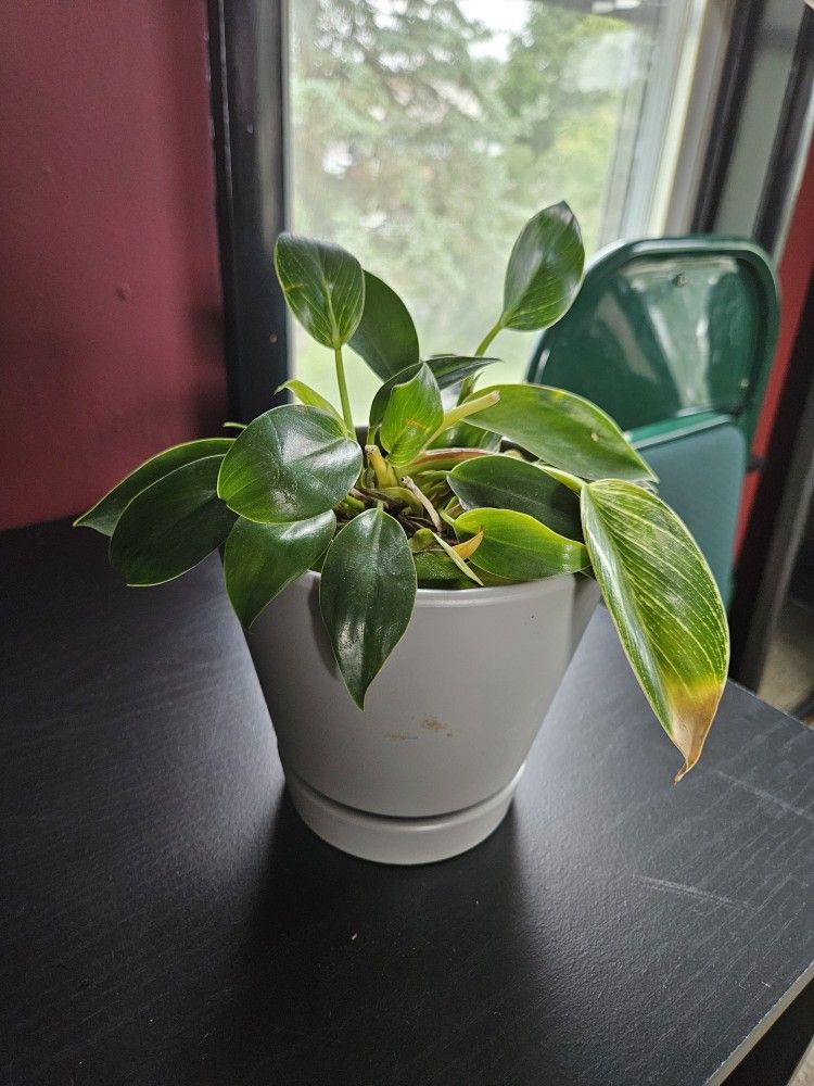 House Plant