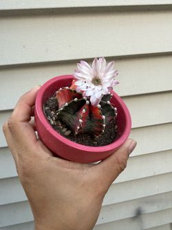 Cactus