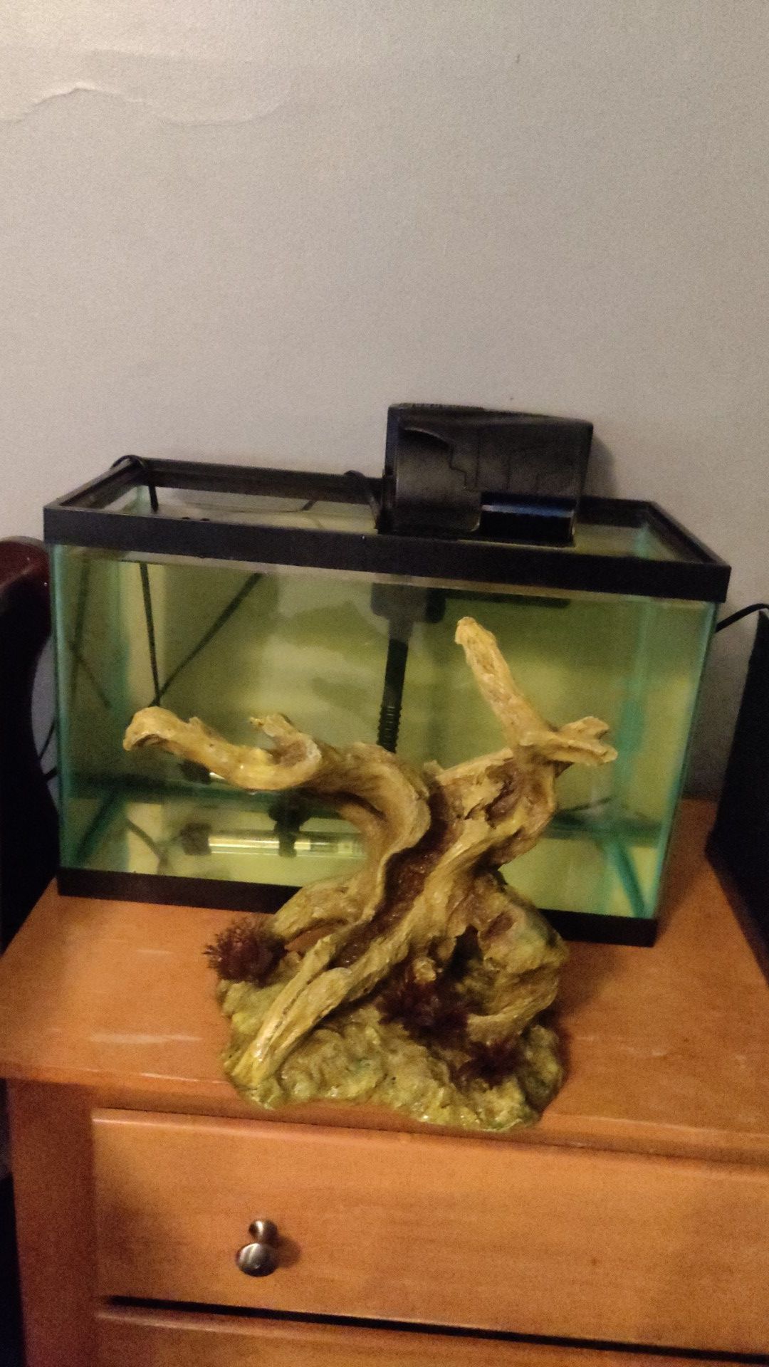 5 gallon fish tank with filter