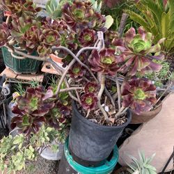 Succulent 5 Gallon Plant.