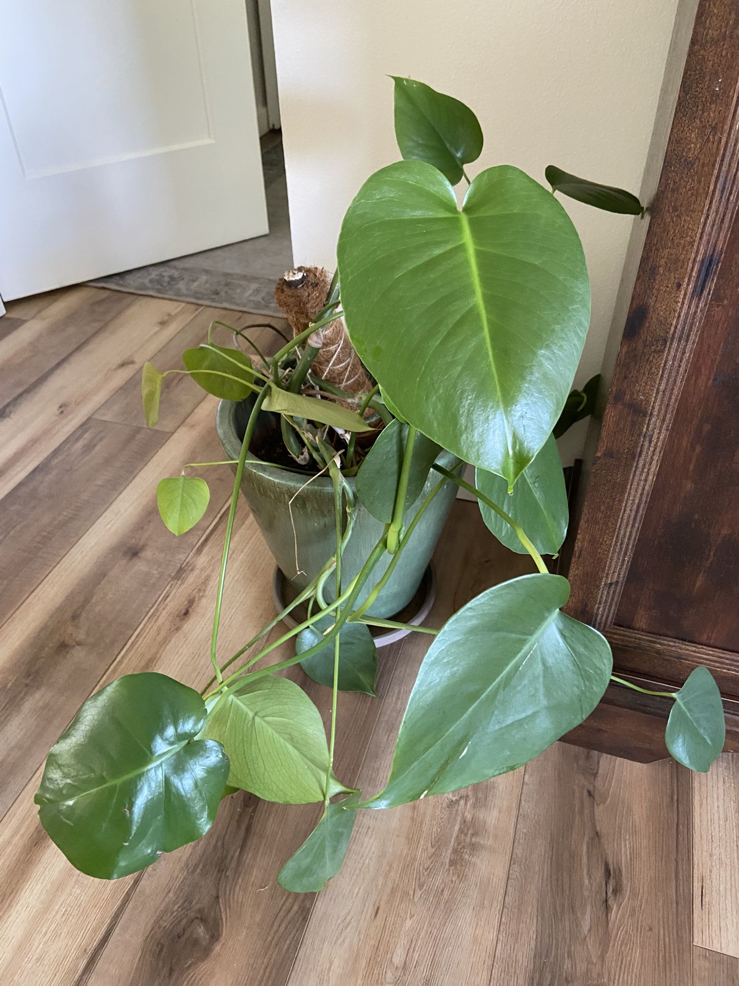 Monstera Plant in Beautiful Large Ceramic Pot