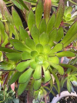 Succulent 