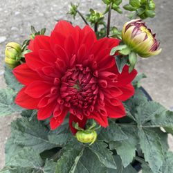Dhalia Plant, Is Outdoor Partial Sun Plant Is In 5 Gallóns Pot Pick Up Only