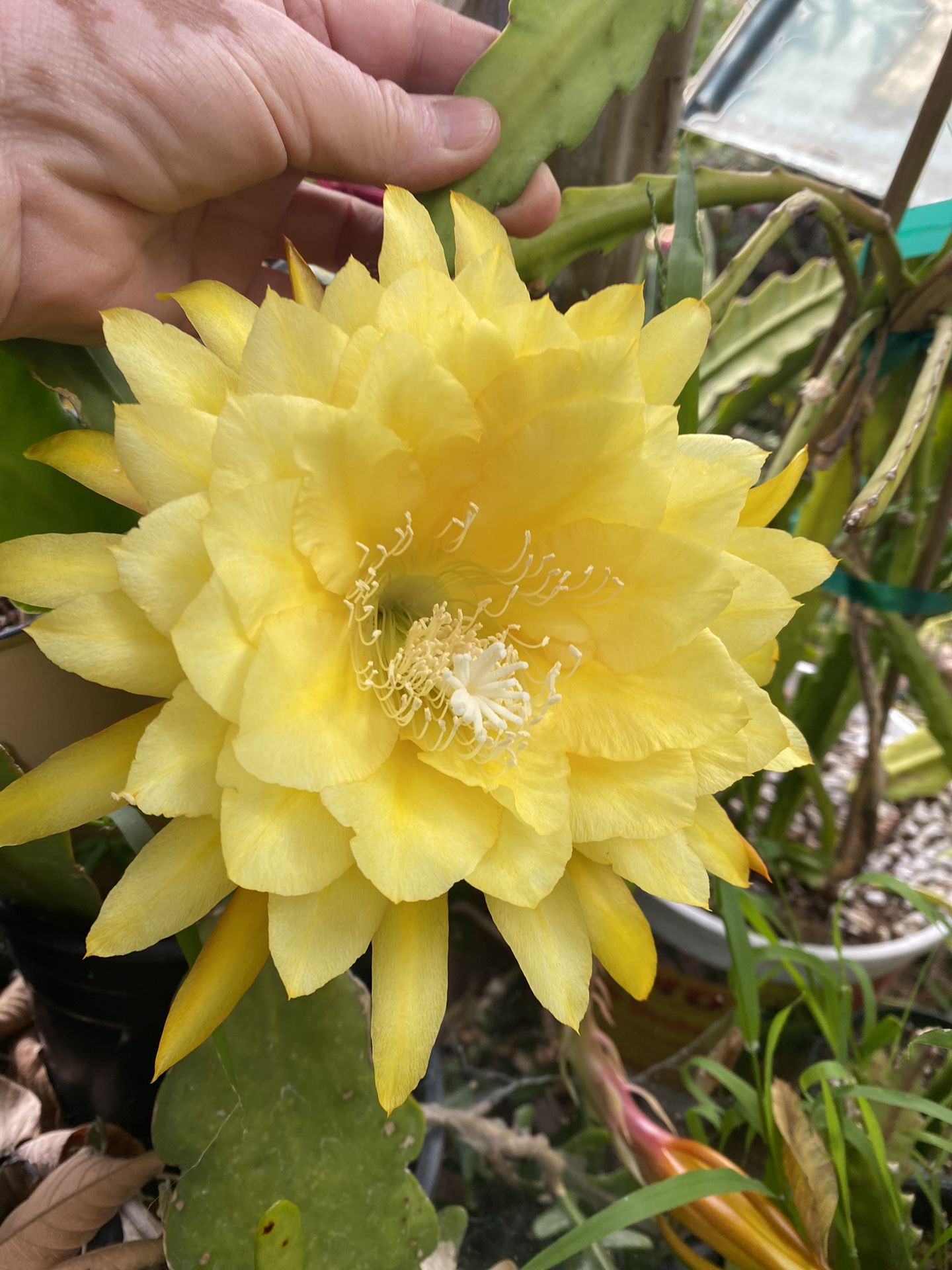 Epiphyllum Orchid Yellow Tang Starting Very Rooted Plant, In 6 Inch Pot. The Flower Is Only Sample From Mother Plant