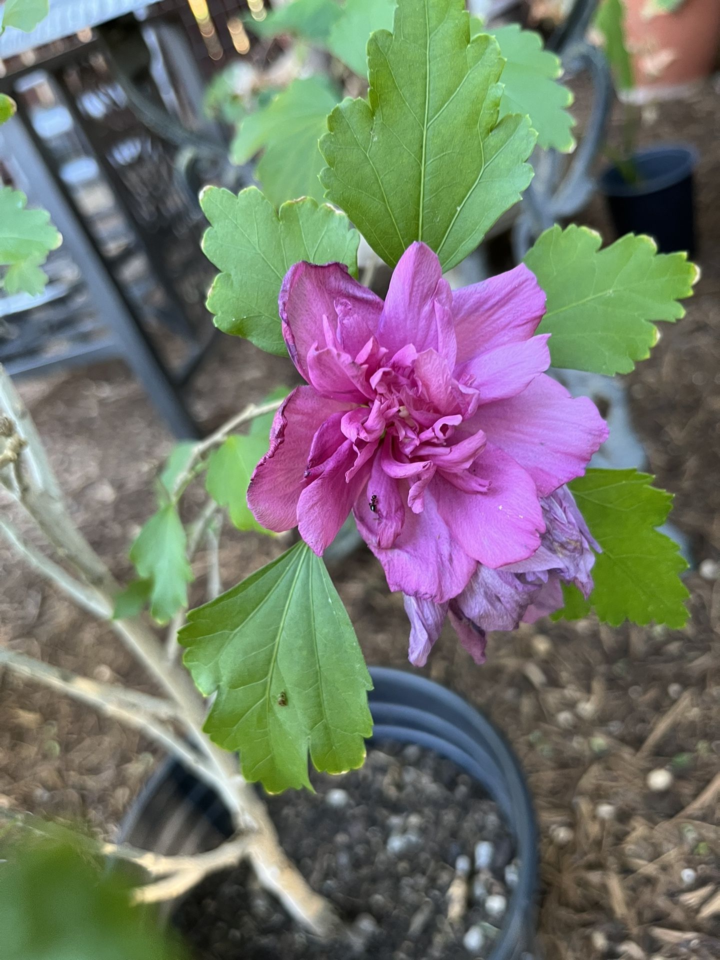 Hibiscus Plant