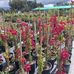 Am Selling Bougainvilleas In Different Colors