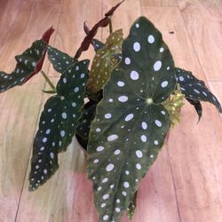 Begonia Maculata  Plants Very Full 