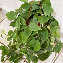 🪴HEART♥️LEAF or SWEETHEART philodendron 🙏PLS READ DESCRIPTION