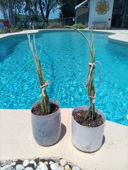 Braided Pickle Cactus in Pot $12  Ea. - Orange red flowers- Deltona, Fl Pickup