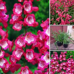 Bells perennial plants$10 Each pot