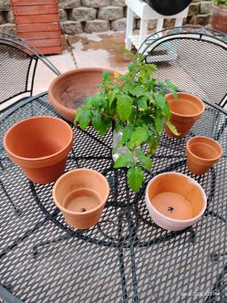 Small clay pots