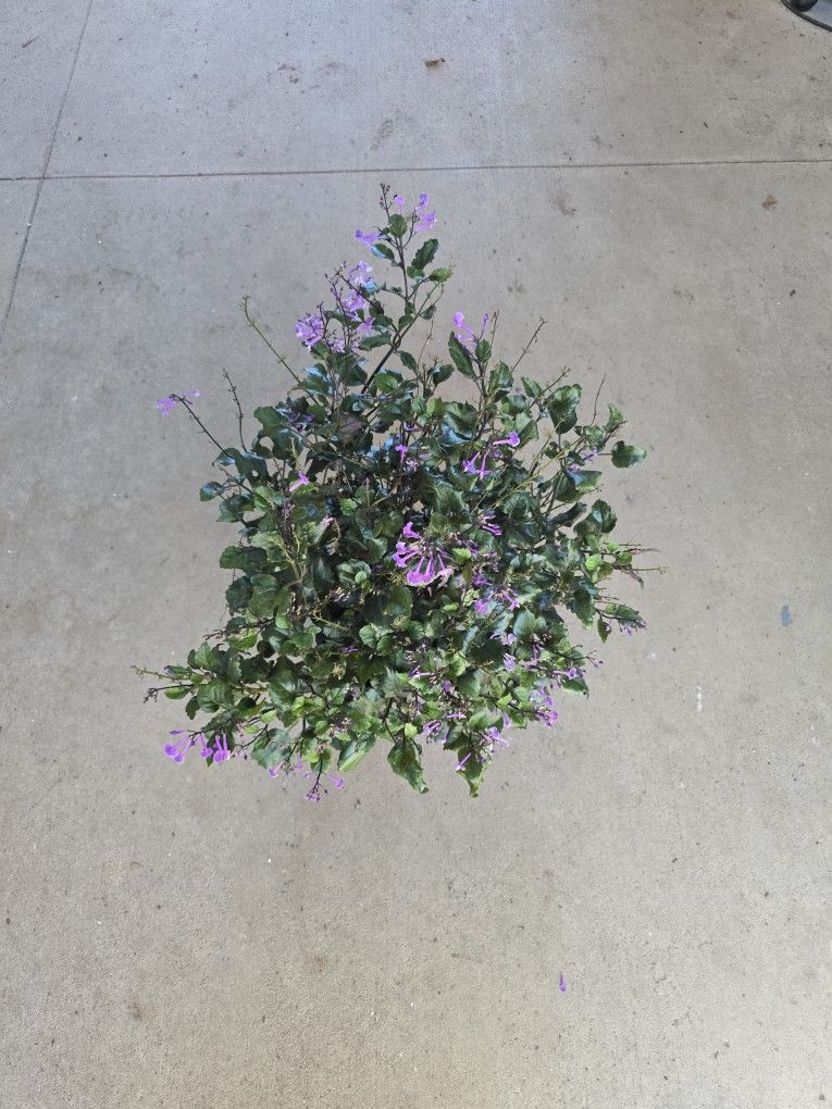 Mona Lavender Live Plant For Garden, XL Landscape Shade Plant 6 Inch Pot