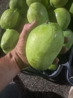 Huge local green mango