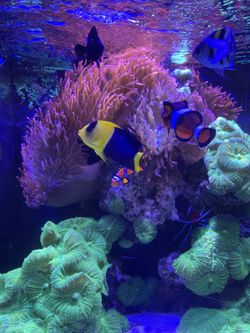 Rose Bubble Tip Anenome