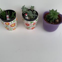 succulent plants  in the pretty pots 