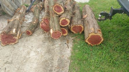 Red Pine Tree Trunk.