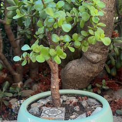 portulacaria afra bonsai