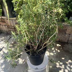 Miniature Pine Tree