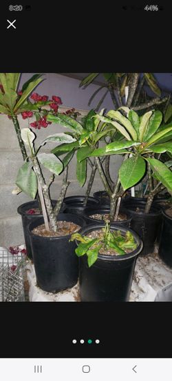 Plumeria (Frangipani) Plants