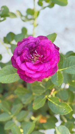 š¹ Ebb TideĀ® Rose ā 5 Gallon ā SUPER BLOOMING! š¹